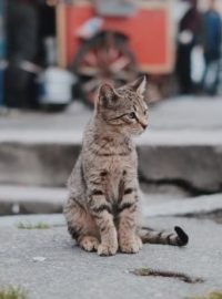 Gato de rua precisando de ajuda para sobreviver