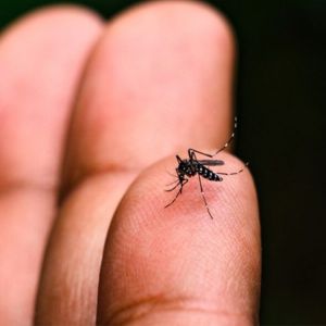 Pessoa com o mosquito da dengue na mão